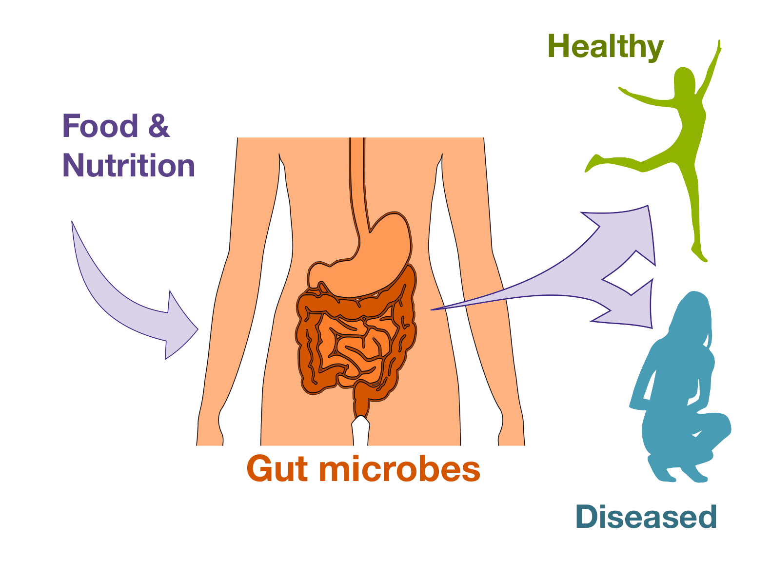 Food & Nutrition > gut microbes > human health